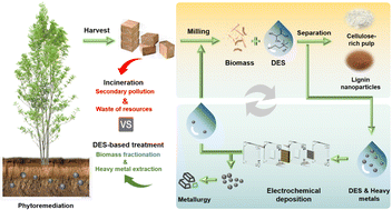 Graphical abstract: Valorization of heavy metal enriched phytoremediation biomass using a deep eutectic solvent (DES)
