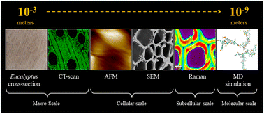 Graphical abstract: Multiscale investigation of the mechanism of biomass deconstruction in the dimethyl isosorbide/water Co-solvent pretreatment system